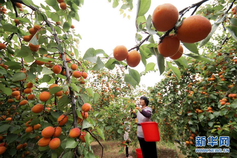 果农乐，乡村生活的活力与乐趣最新视频展现