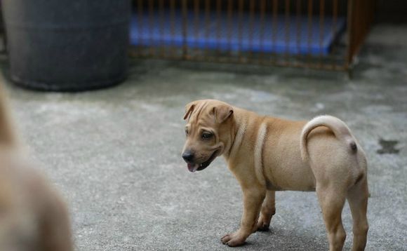 最新黄柱华骨嘴沙皮，独特犬种魅力探索