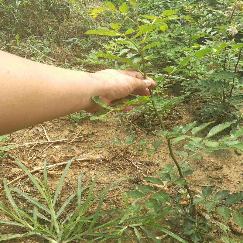 最新花椒苗求购指南，种植前景、选购要点与培育管理全解析