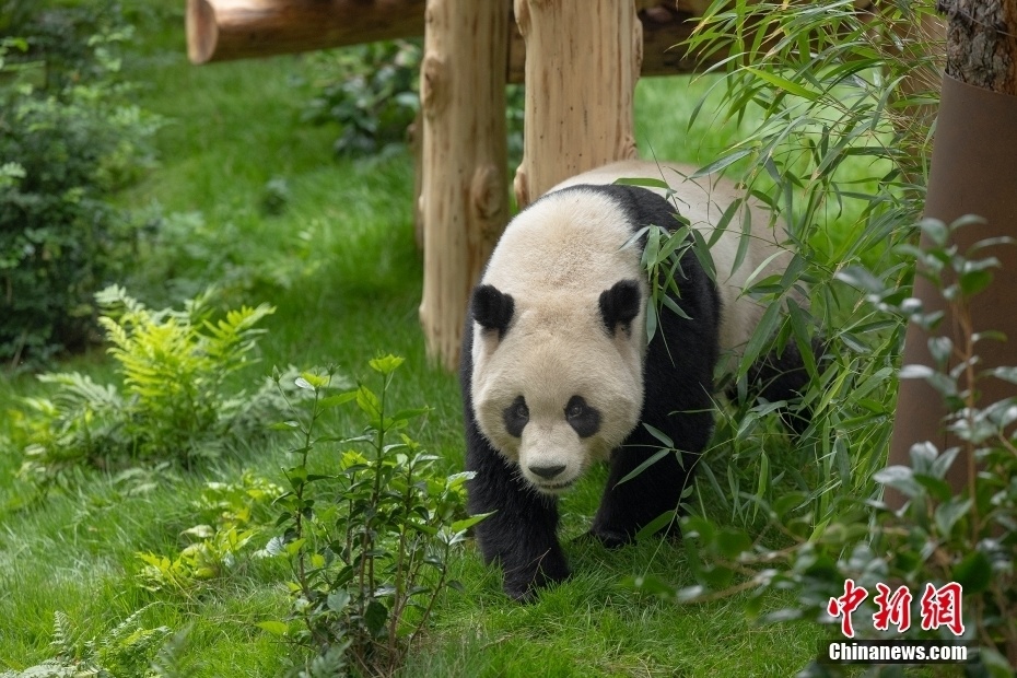 伊诺最新熊猫，科技与文化的融合典范