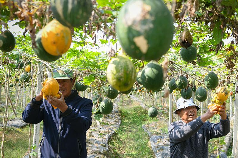 瓜蒌最新价格与市场动态分析